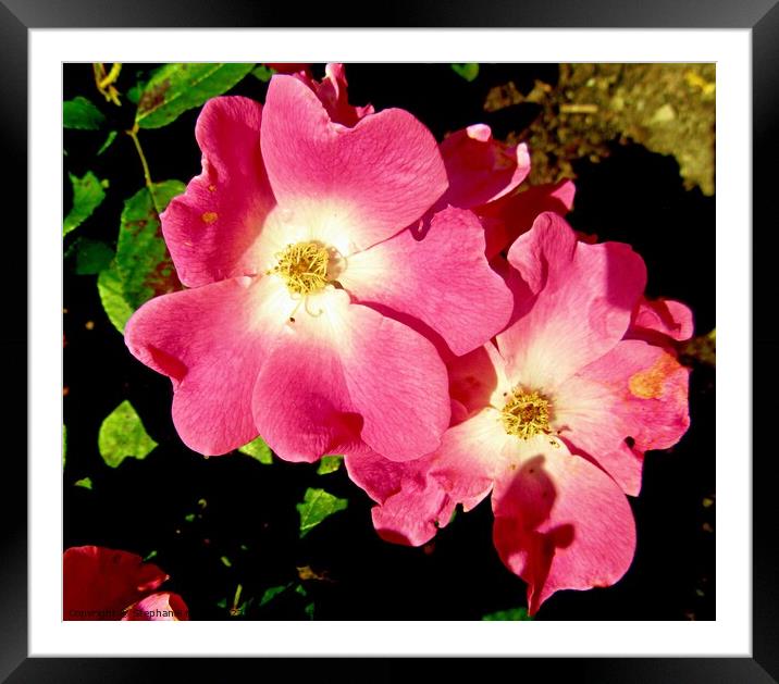 roses Framed Mounted Print by Stephanie Moore