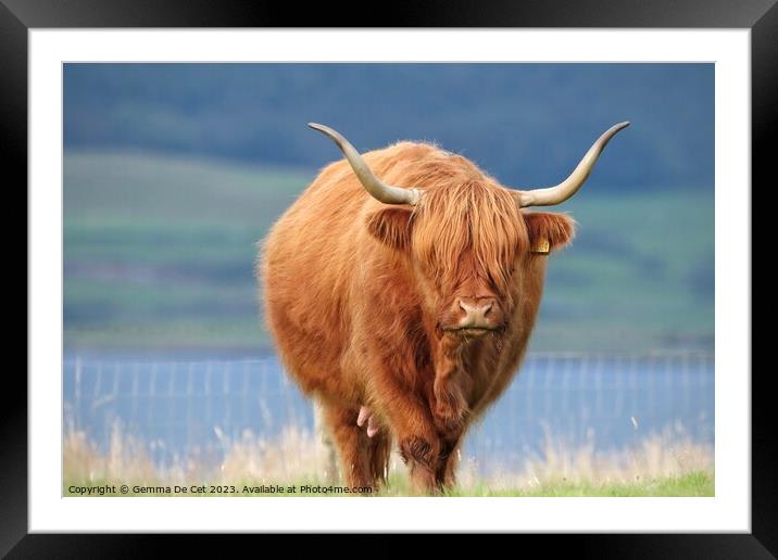 Brown highland cow Framed Mounted Print by Gemma De Cet