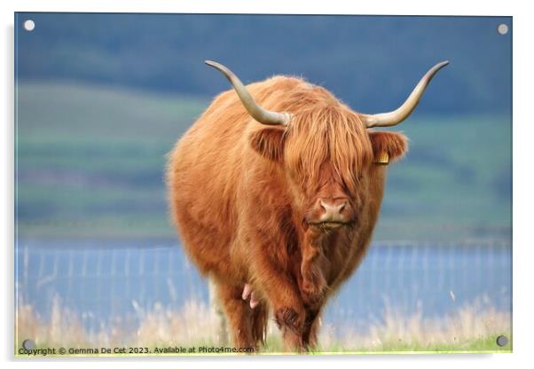 Brown highland cow Acrylic by Gemma De Cet
