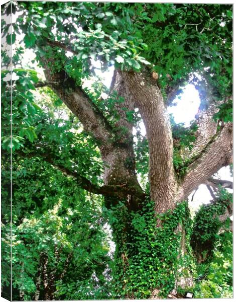 Large tree Canvas Print by Stephanie Moore