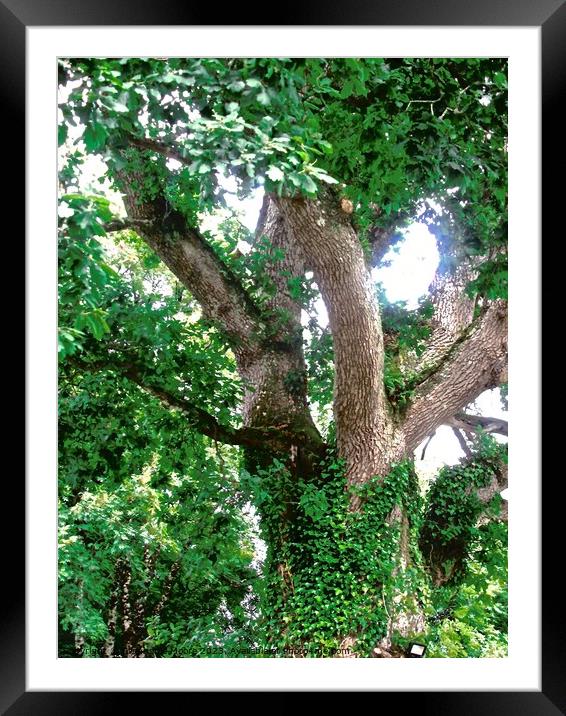Large tree Framed Mounted Print by Stephanie Moore