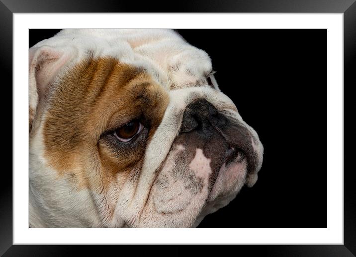 British Bulldog Framed Mounted Print by Glen Allen