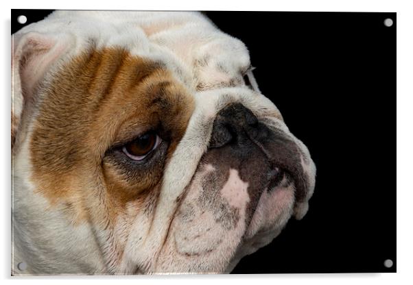 British Bulldog Acrylic by Glen Allen