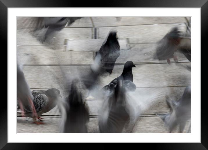 Pigeons Framed Mounted Print by Glen Allen