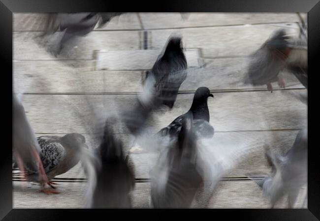 Pigeons Framed Print by Glen Allen