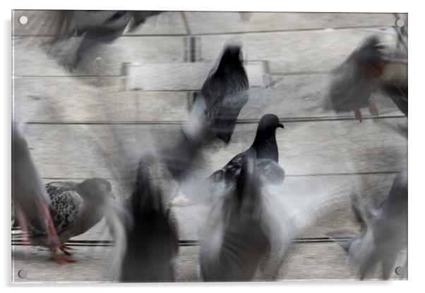 Pigeons Acrylic by Glen Allen