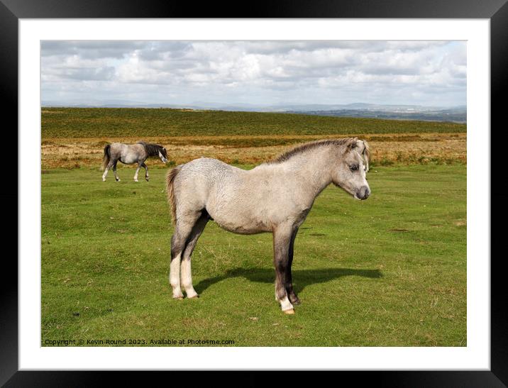 A horse standing in a grassy field Framed Mounted Print by Kevin Round