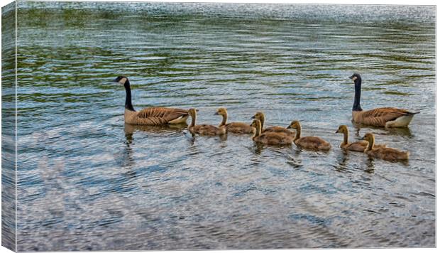 canada geese swinng with their babies Canvas Print by kathy white