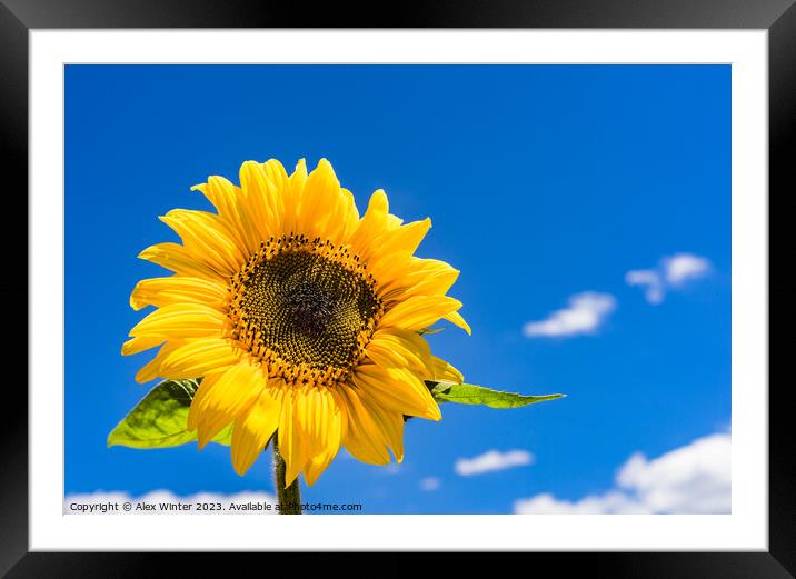 sunflower with sunny blue sky Framed Mounted Print by Alex Winter