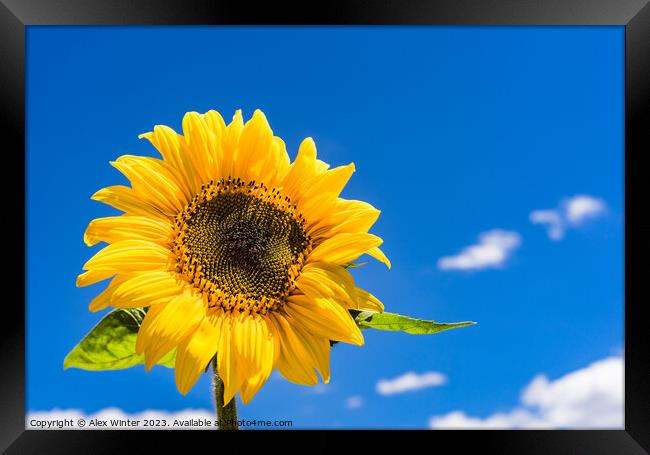 sunflower with sunny blue sky Framed Print by Alex Winter