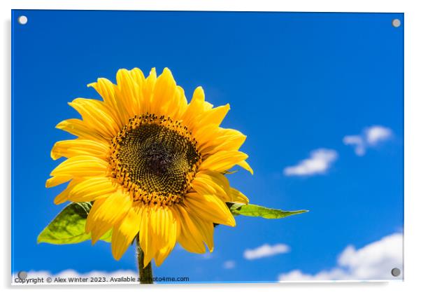 sunflower with sunny blue sky Acrylic by Alex Winter