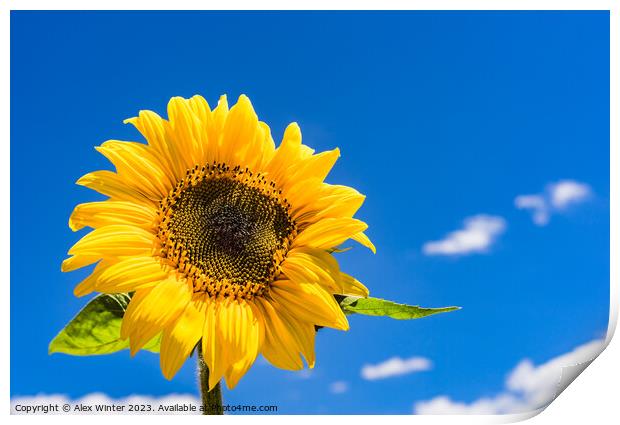 sunflower with sunny blue sky Print by Alex Winter