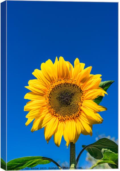 Beautiful garden sunflower Canvas Print by Alex Winter