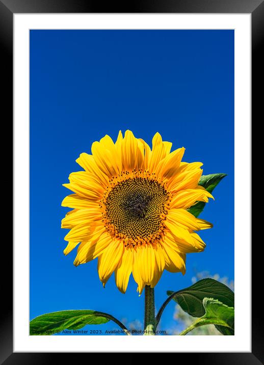 Beautiful garden sunflower Framed Mounted Print by Alex Winter