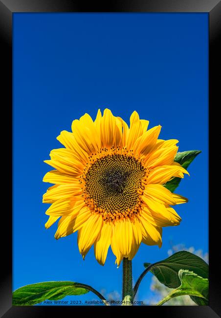 Beautiful garden sunflower Framed Print by Alex Winter