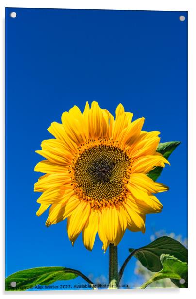 Beautiful garden sunflower Acrylic by Alex Winter