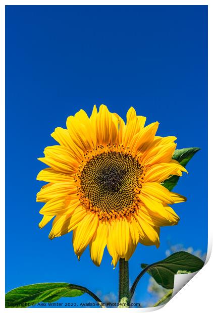 Beautiful garden sunflower Print by Alex Winter