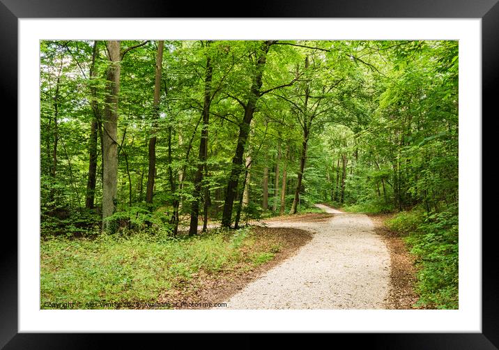Idyllic walkway in green woodland Framed Mounted Print by Alex Winter