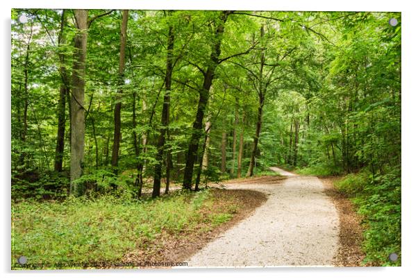 Idyllic walkway in green woodland Acrylic by Alex Winter