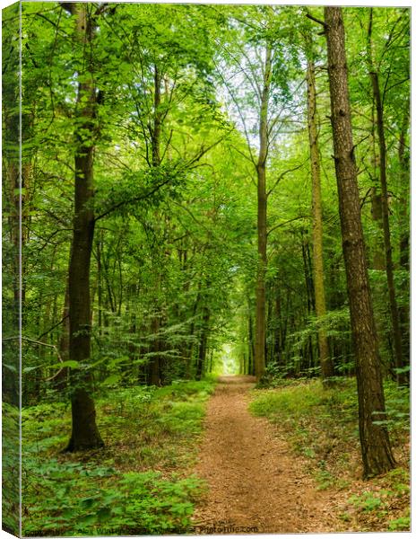Tranquil Woodland Pathway Canvas Print by Alex Winter