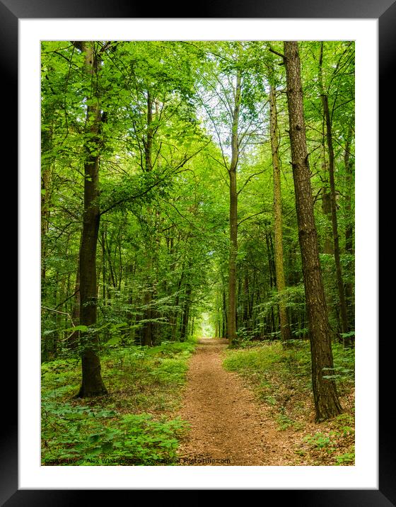 Tranquil Woodland Pathway Framed Mounted Print by Alex Winter