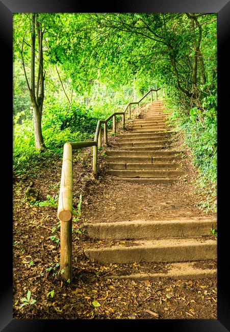 Green forest staircase steps Framed Print by Alex Winter