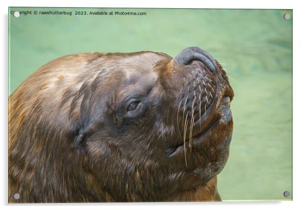 South American sea lion bull Acrylic by rawshutterbug 