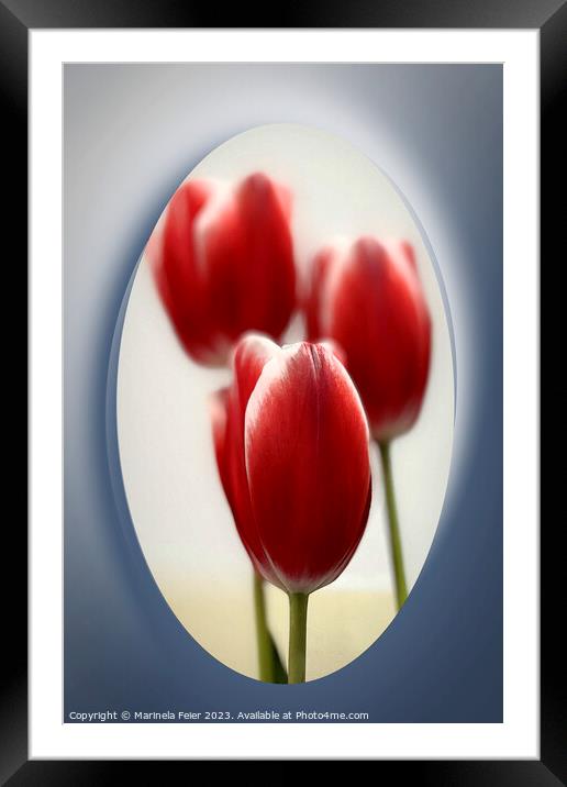 Red tulips Framed Mounted Print by Marinela Feier