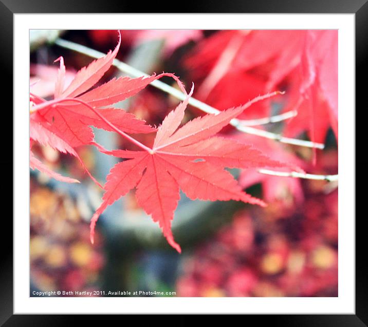 Maple autumn Framed Mounted Print by Beth Hartley