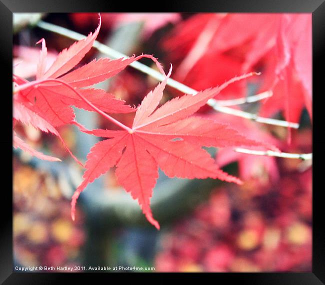 Maple autumn Framed Print by Beth Hartley