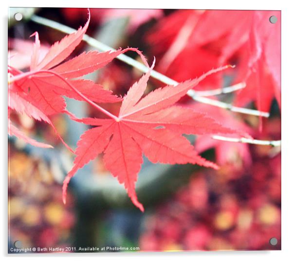 Maple autumn Acrylic by Beth Hartley