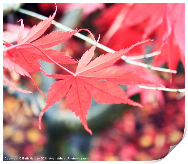 Maple autumn Print by Beth Hartley