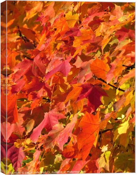 Autumn  leaves Canvas Print by Les Schofield