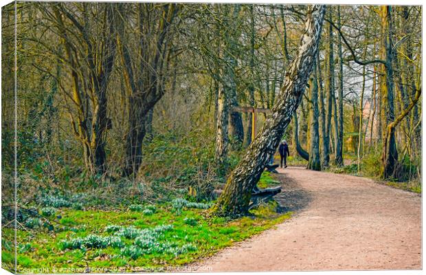 A walk In Daventry Country Park Canvas Print by Anthony Moore