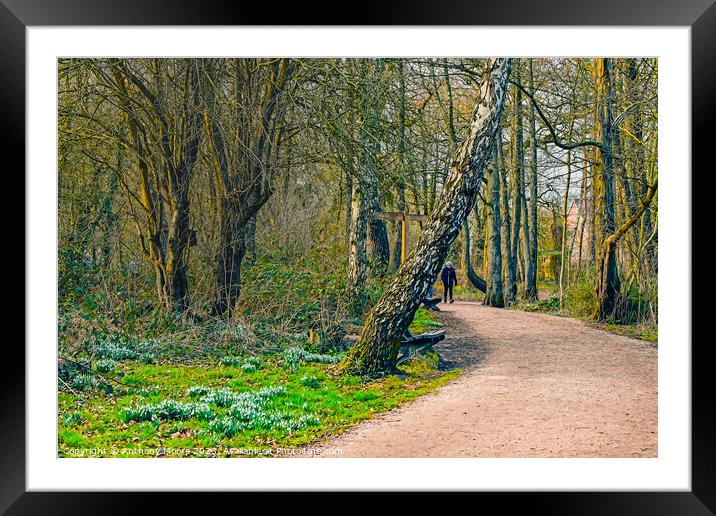 A walk In Daventry Country Park Framed Mounted Print by Anthony Moore