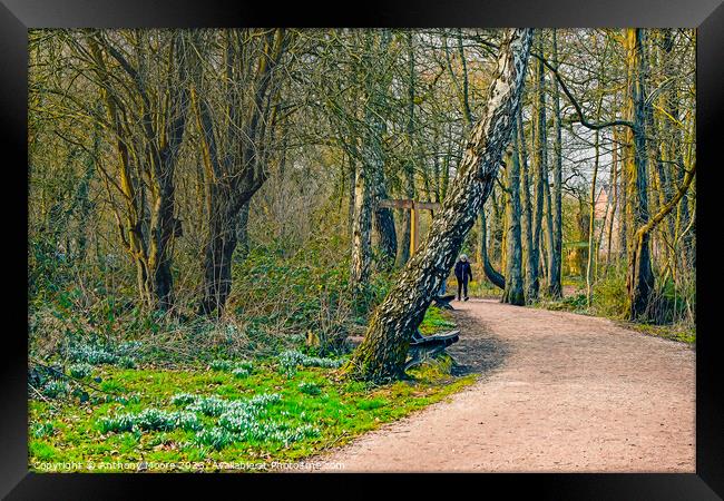 A walk In Daventry Country Park Framed Print by Anthony Moore