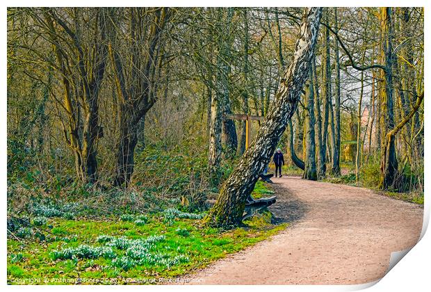 A walk In Daventry Country Park Print by Anthony Moore
