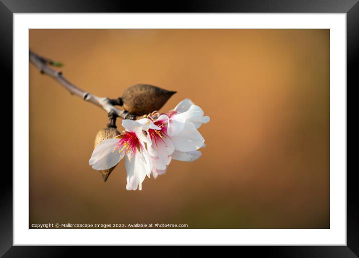 Almond blossom and fruits close-up Framed Mounted Print by MallorcaScape Images