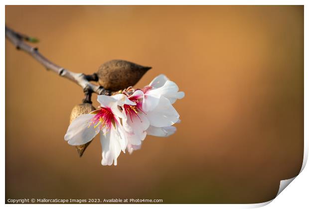 Almond blossom and fruits close-up Print by MallorcaScape Images