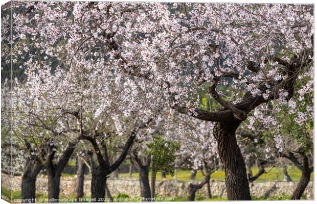 Blossoming almond trees in Majorca Canvas Print by MallorcaScape Images