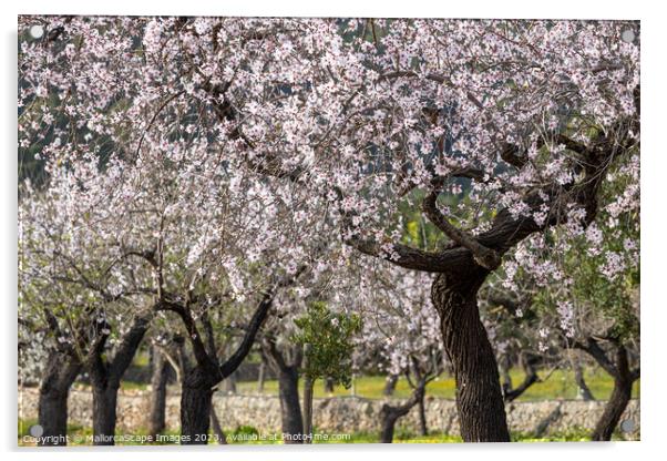 Blossoming almond trees in Majorca Acrylic by MallorcaScape Images