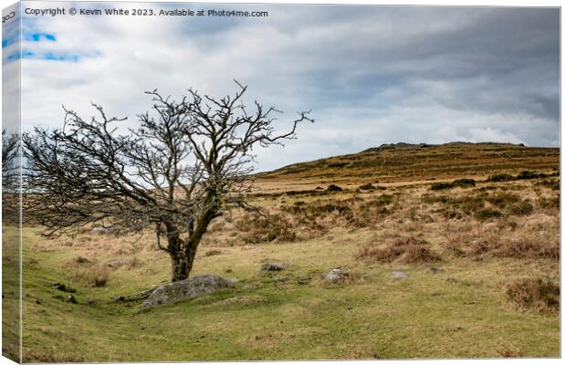 Tree surviving the Dartmoor harsh landscape Canvas Print by Kevin White