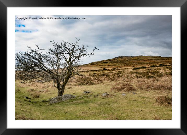 Tree surviving the Dartmoor harsh landscape Framed Mounted Print by Kevin White