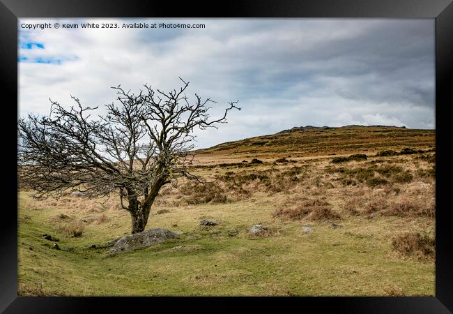 Tree surviving the Dartmoor harsh landscape Framed Print by Kevin White