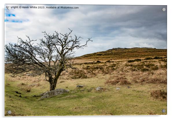 Tree surviving the Dartmoor harsh landscape Acrylic by Kevin White