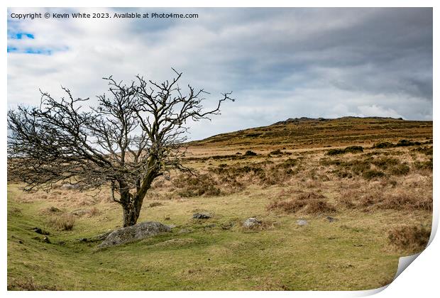 Tree surviving the Dartmoor harsh landscape Print by Kevin White