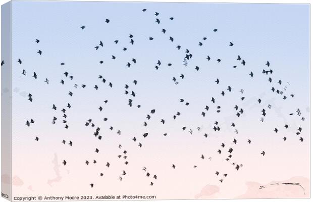 Starling Dance. Canvas Print by Anthony Moore