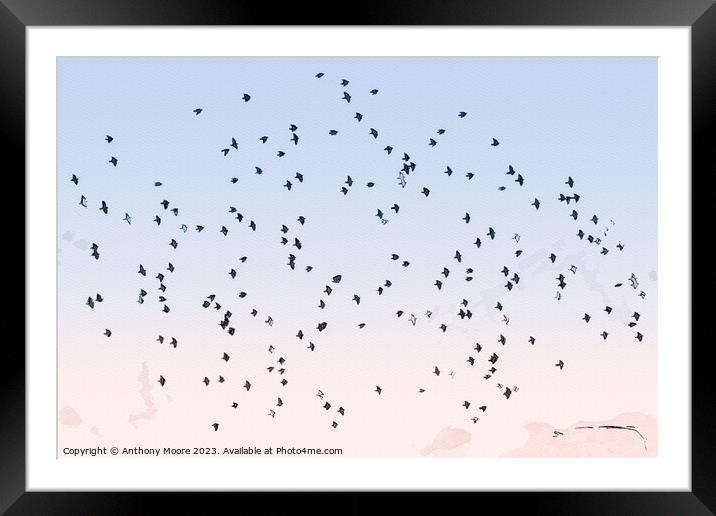Starling Dance. Framed Mounted Print by Anthony Moore