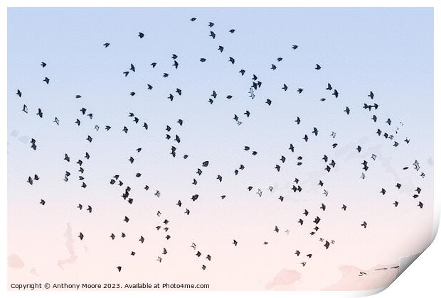 Starling Dance. Print by Anthony Moore