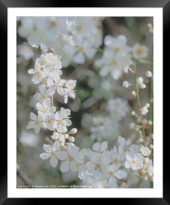 Spring Blossom  Framed Mounted Print by Rowena Ko